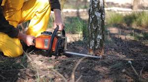 Best Tree Maintenance Programs  in Prairieville, LA