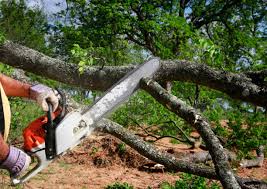 Best Palm Tree Trimming  in Prairieville, LA