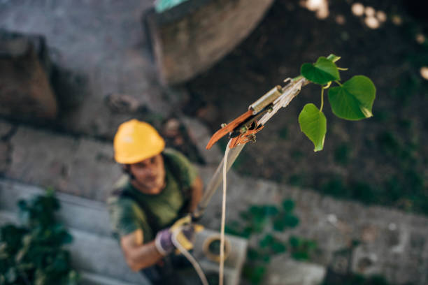 Best Utility Line Clearance  in Prairieville, LA