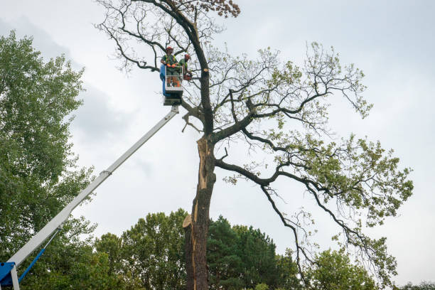 Best Arborist Consultation Services  in Prairieville, LA