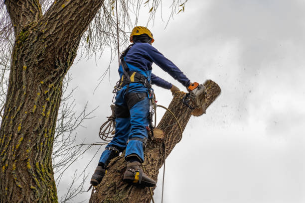  Prairieville, LA Tree Services Pros