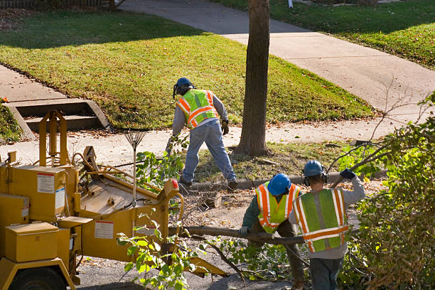 Best Hazardous Tree Removal  in Prairieville, LA