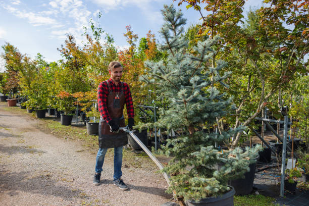 Best Tree Trimming and Pruning  in Prairieville, LA