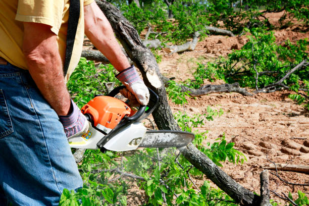 Best Tree Removal  in Prairieville, LA